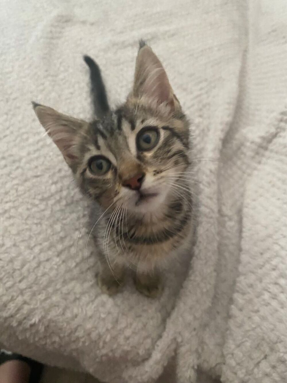   Chatons  