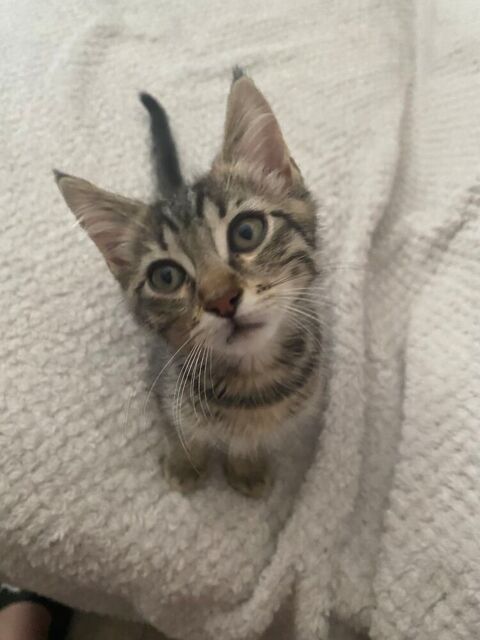 Chatons 0 89500 Villeneuve-sur-yonne