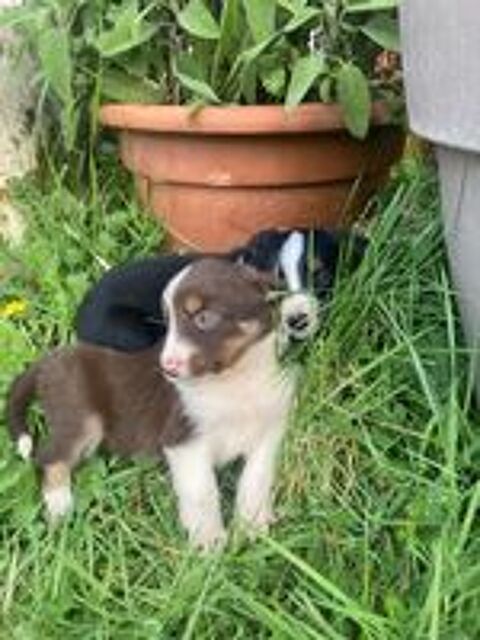   Chiots Border Collie 