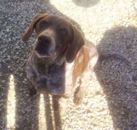   Roxane est à l'adoption 