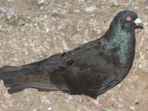  gros pigeons.
