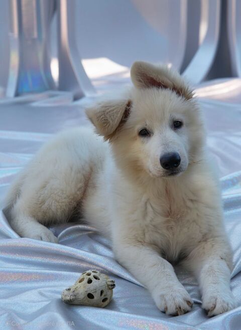Chiot Berger blanc suisse poil long 1300 66280 Saleilles