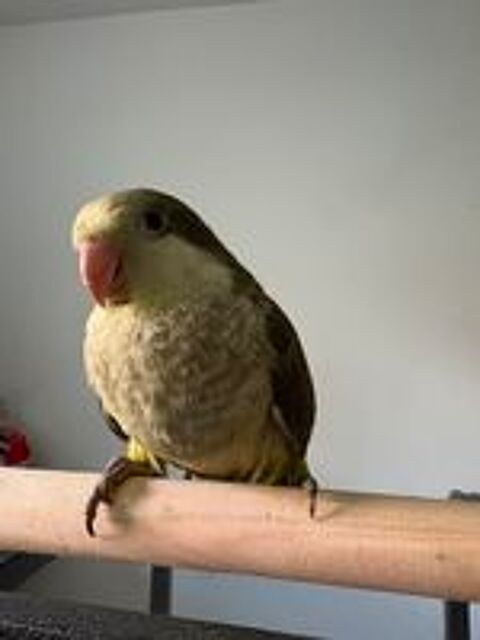  Conure veuve epp 