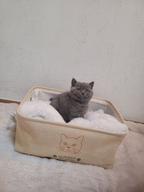 Chaton british shorthair femelle 990 59230 Saint-amand-les-eaux