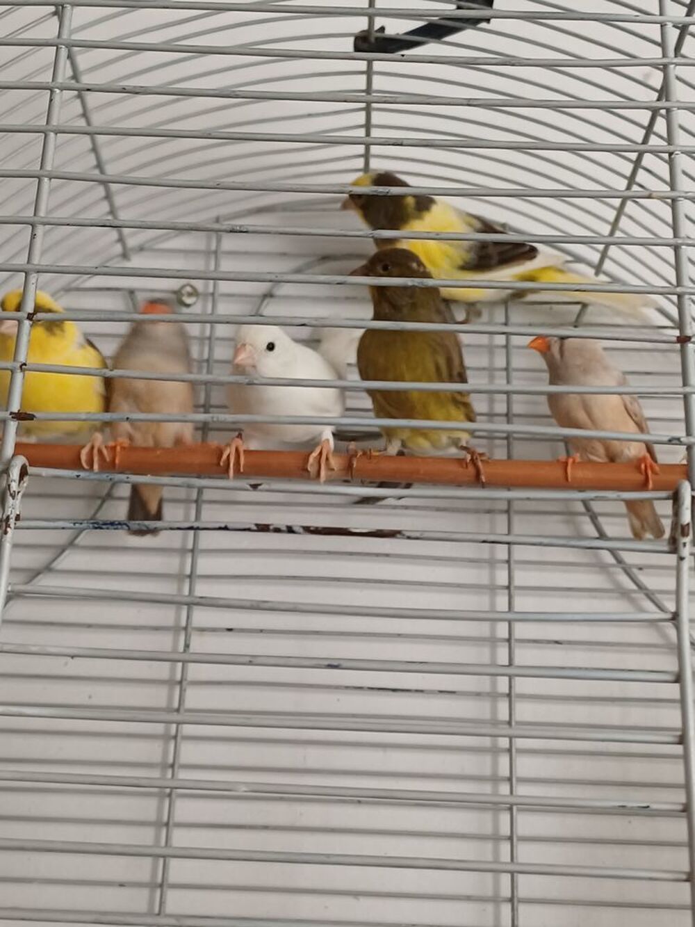   Canaris 