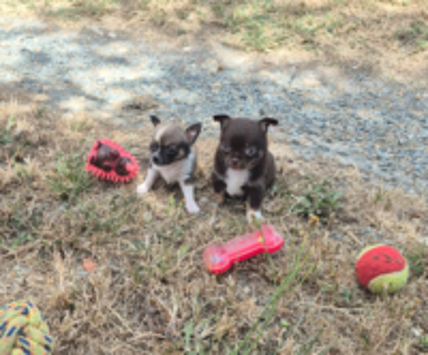   a réserver deux chiots mâles chihuahua facilitée de paiement 