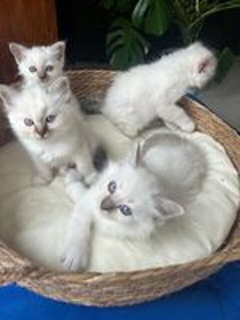   Chaton Sacré de Birmanie LOOF 