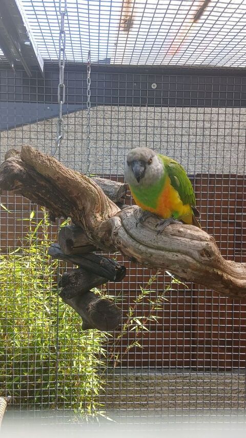 Conure jandaya / perroquet youyou /lori 250 07100 Annonay