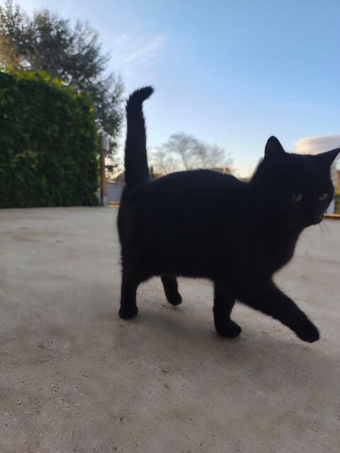 Adorable petite chatte 0 60170 Bailly