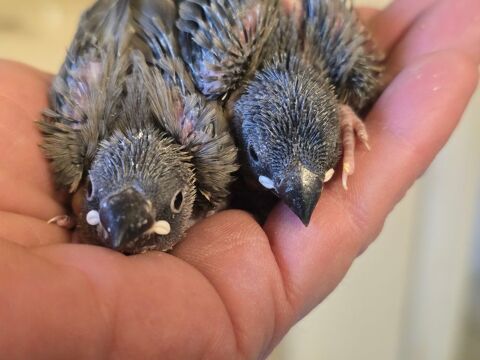 Padda eam 120 77240 Vert-saint-denis