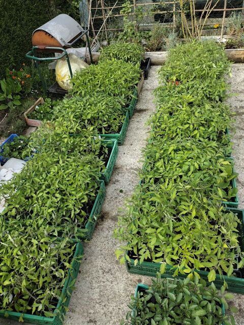 pieds de tomates poivrons piments 80 Neufmesnil (50)