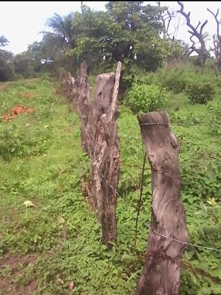  Terrain � vendre 25000 m� Kafountine