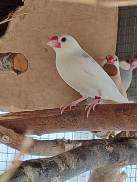 Jeunes paddas 65 49600 Le fief-sauvin