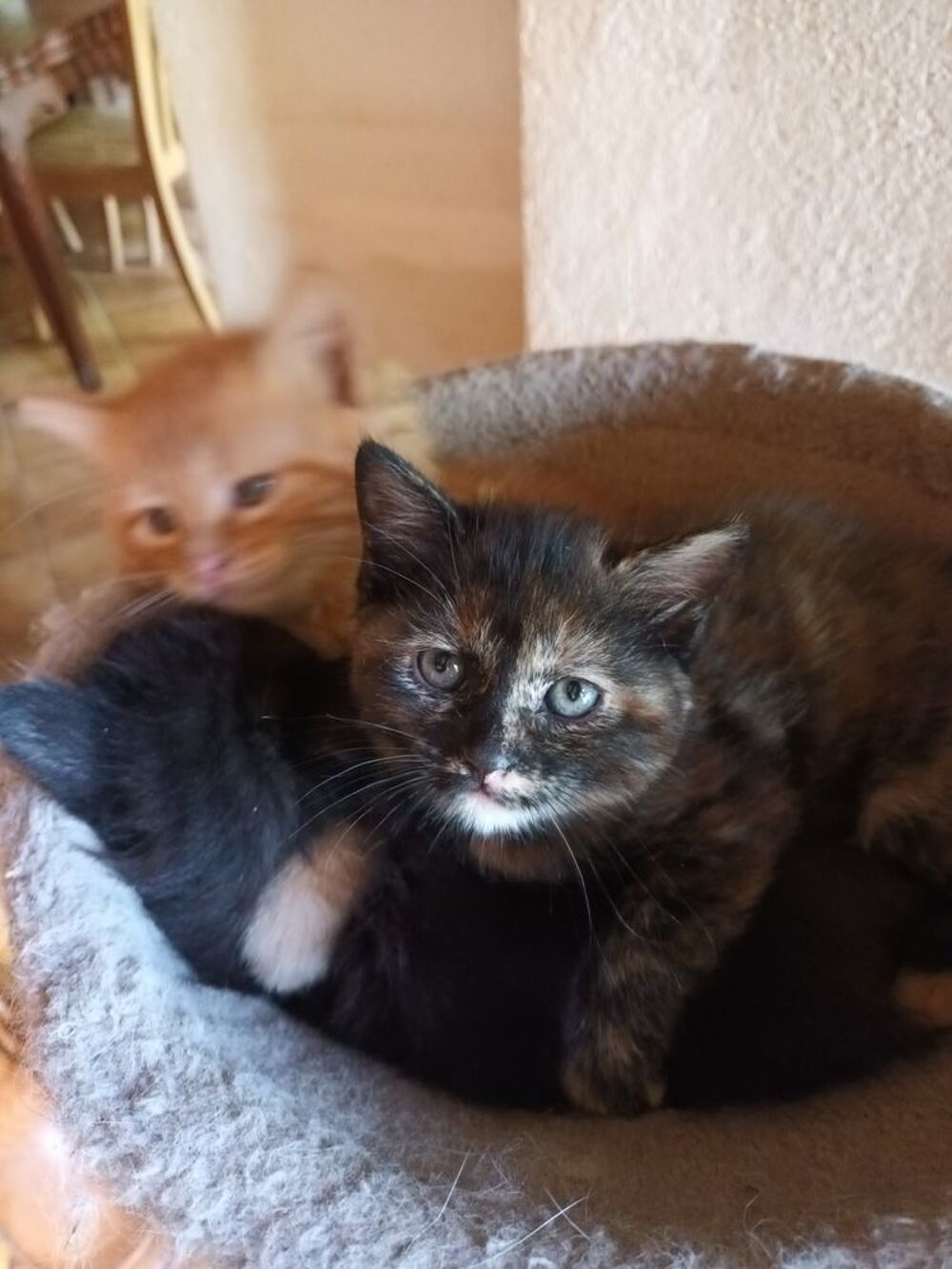   Donne chaton  