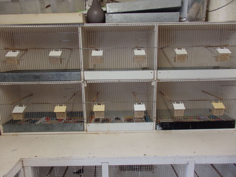   batterie d elevage oiseaux 