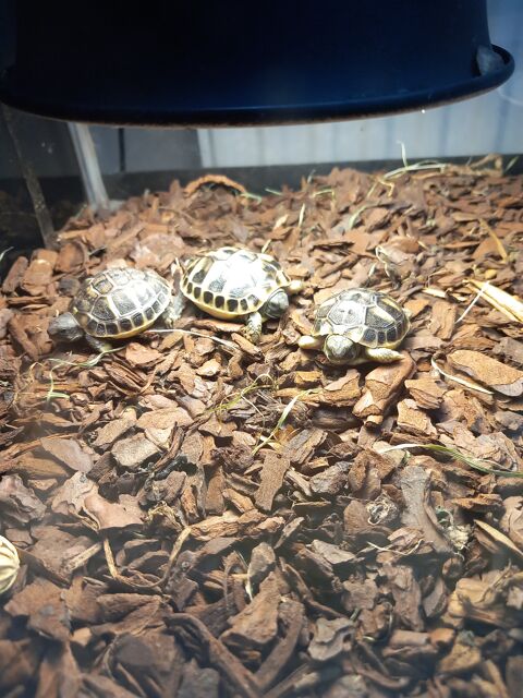 tortues ? 28480 Thiron gardais