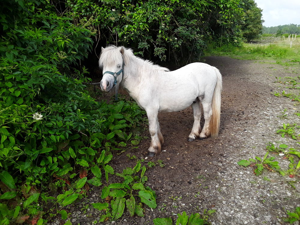   Poneys Shetland  