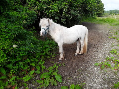 Poneys Shetland 700 17500 Jonzac