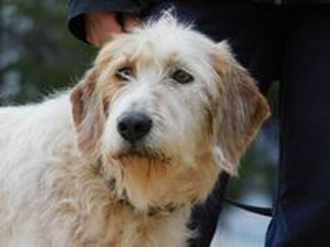   CHARCO, magnifique griffon sensible à adopter  