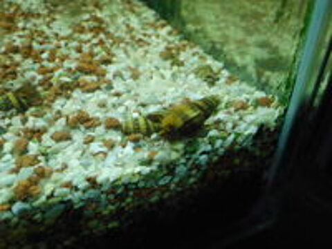   crevettes et anentome helena 
