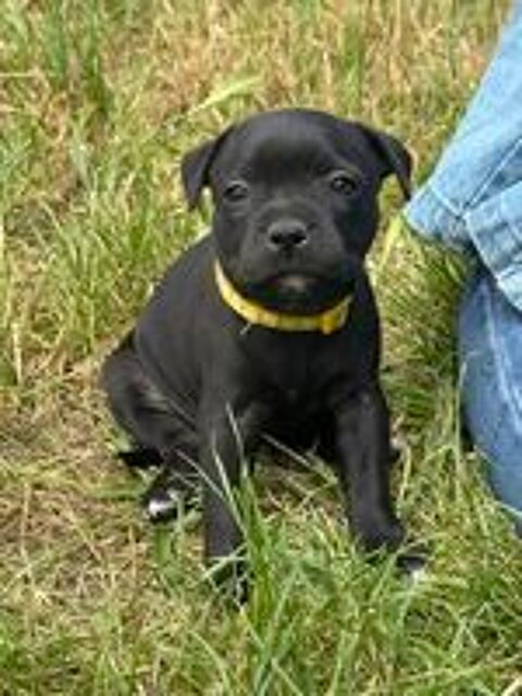   magnifique chiots staffie LOF 