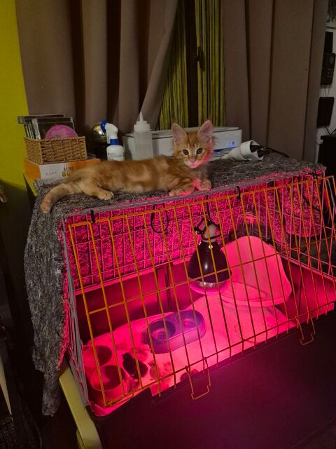 Maine coon 980 78980 Saint-illiers-le-bois