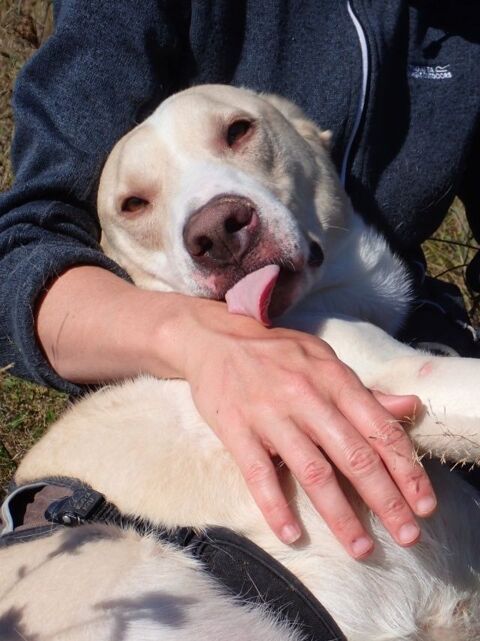 Baylan à l'adoption 300 21000 Dijon