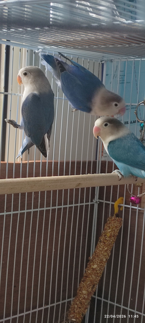 Ins&eacute;parables roseicollis fisher 60 06530 Le tignet