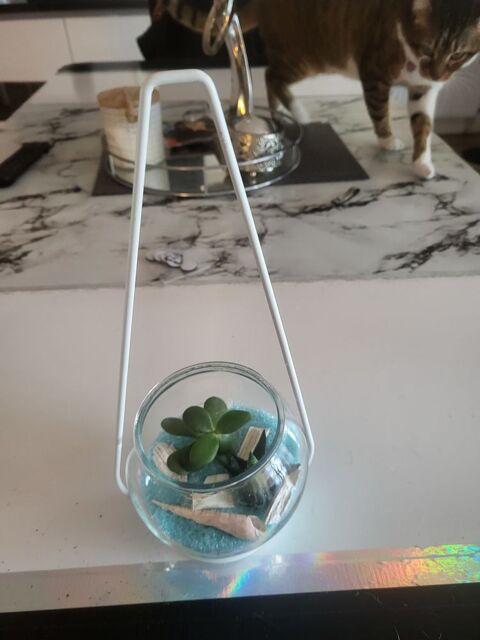 Deco dans r�cipient en verre Anglet (64)