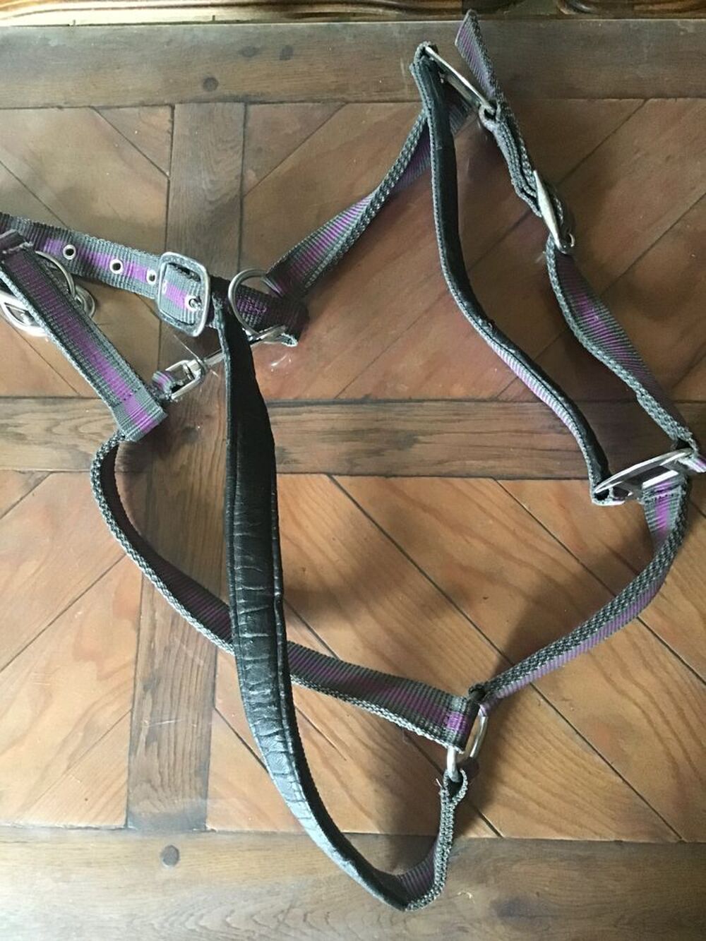 Licol mauve et grise Sports