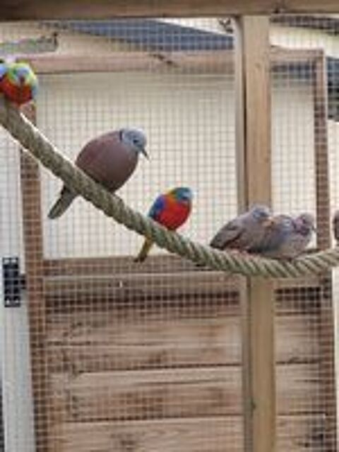   tourterelles a t�te grise ( ou naines de Birmanie ) 