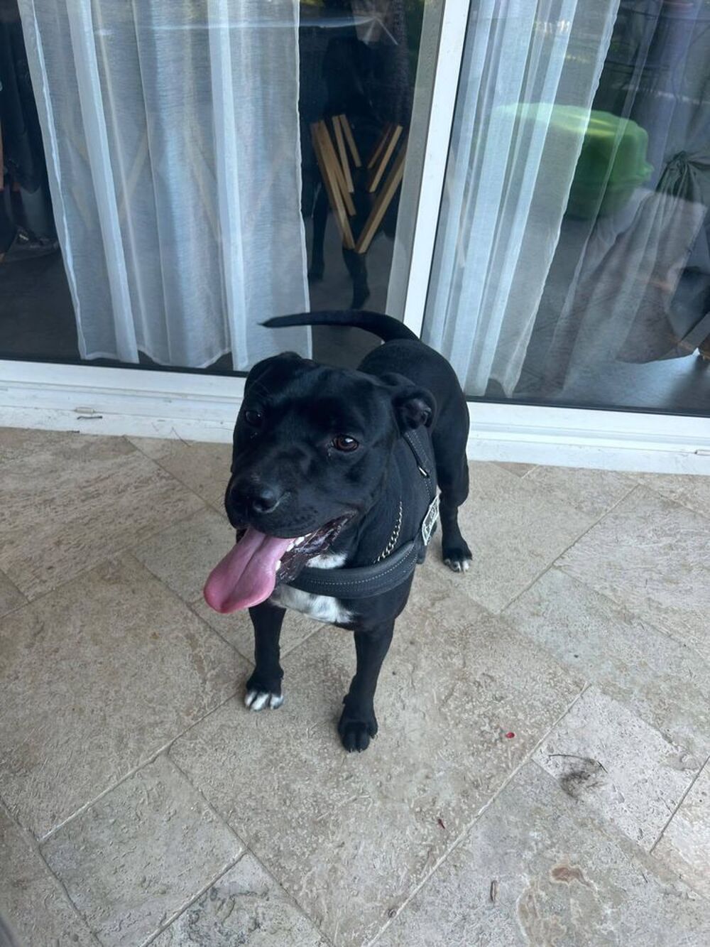   Chien ARKO à l adoption 