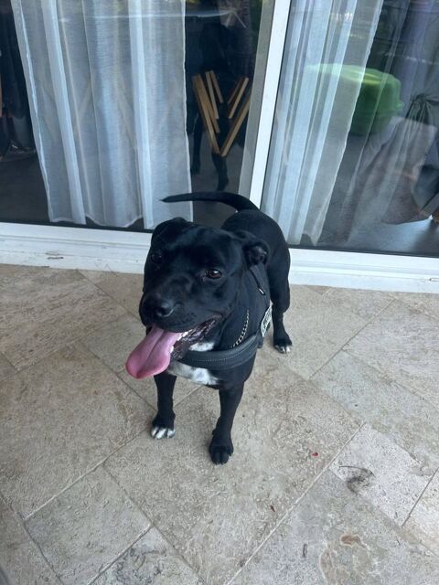 Chien ARKO &agrave; l adoption 250 26790 Rochegude