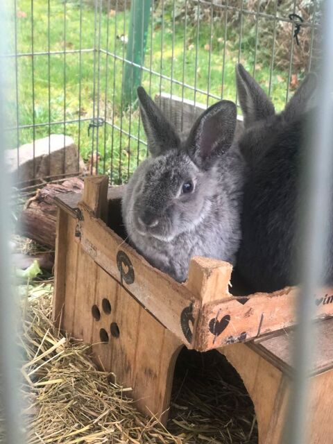 lapins nains de compagnie entre 2 mois et un an . 20 42170 Saint-just-saint-rambert