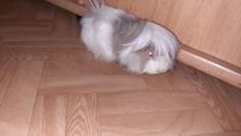   Cochon d inde 