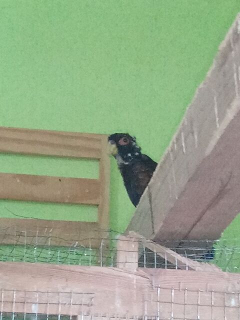 Pionus Chalcopterus - Pione noire m&acirc;le bagu&eacute; 2024 300 38110 Dolomieu