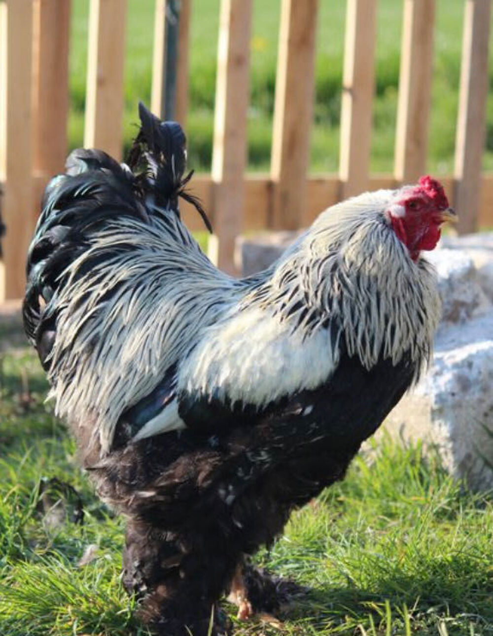   coq brahma pur race 