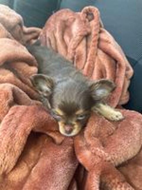   chiot chihuahua 