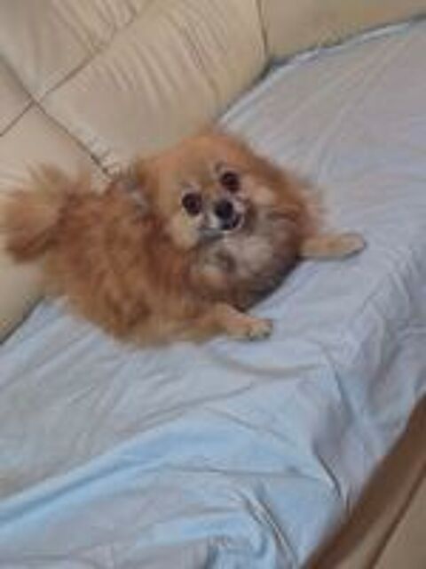   spitz adulte 