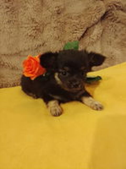   Magnifique Chihuahuas 