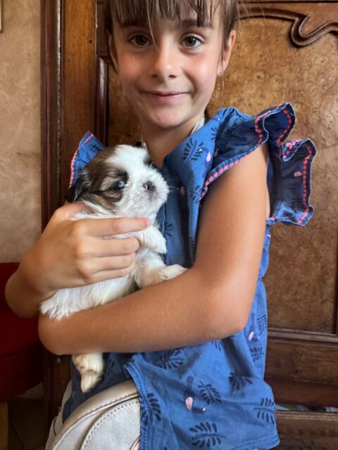 &Agrave; r&eacute;server b&eacute;b&eacute;s shih tzu 0 19100 Brive-la-gaillarde