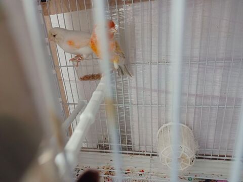 Couple canari mosaïque  55 77600 Bussy-saint-georges