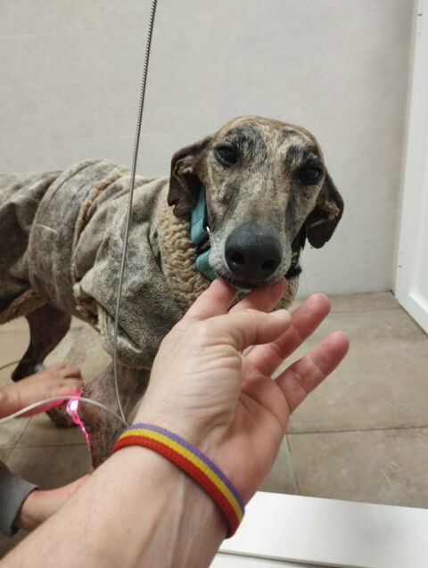 ATIZA la galga parfaite 315 24140 Douville