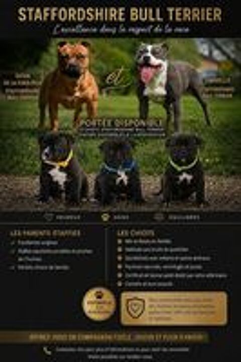   3 petits mâles Staffordshire Bull Terrier LOF recherchent 