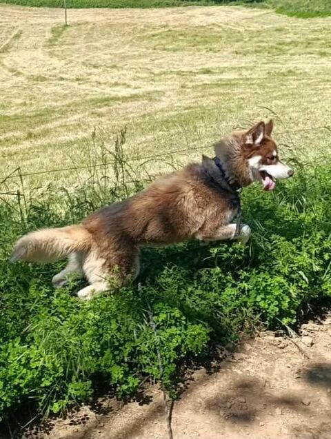 Chien VOLF à l adoption 210 07440 Saint-sylvestre