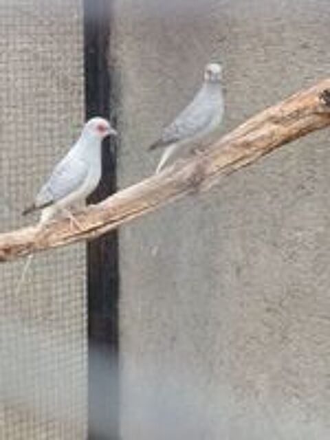   Oiseaux colombe diamant  