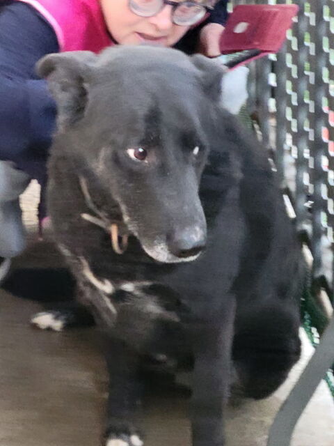 Donne chien 0 65200 Bagn�res-de-bigorre