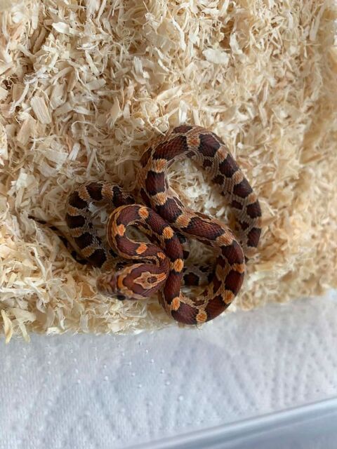 serpent des bl&eacute;s 50 74500 Amphion les bains