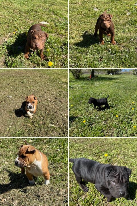 Magnifique Chiots, 0 47340 Laroque-timbaut