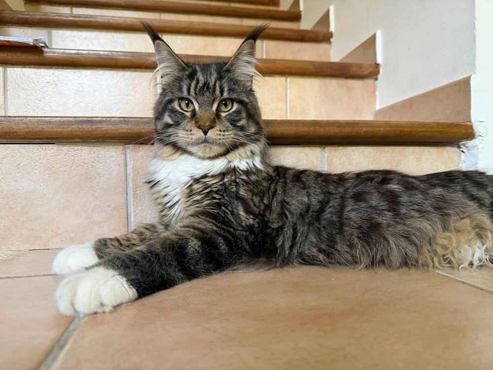   2 Chats Main Coon 
